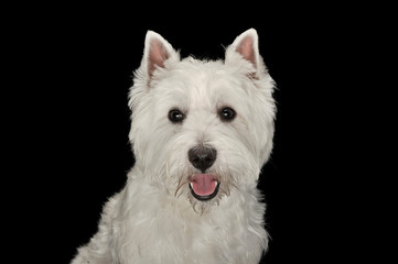 West Highland White Terrier portrait in a black studio