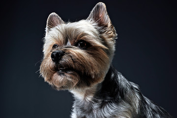 Yorkshire Terrier portrait in a dark studio