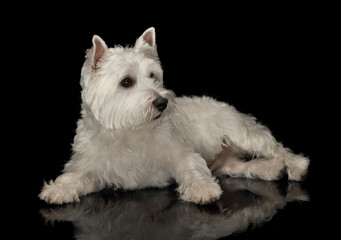 West Highland White Terrier lying in a black shiny studio floor