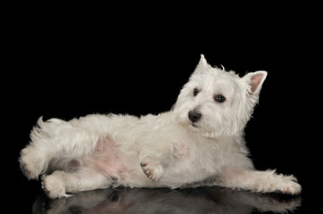 West Highland White Terrier lying in a black shiny studio floor