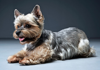 Yorkshire Terrier portrait in a dark studio