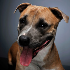 Staffordshire Terrier smiling in a dark studio