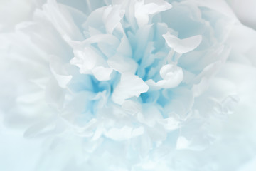 Delicate peony petals blue colored, blooming flowers  background, selective focus, toned