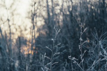frost on the trees