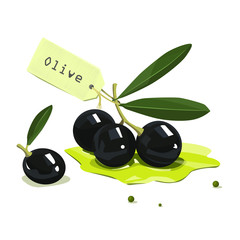 Olive branch. Vector illustration.