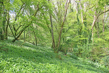 Wild garlic and bluebells in a wood