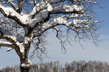 Schneelast auf Baum