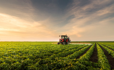Tractor spraying pesticides at  soy bean field - obrazy, fototapety, plakaty