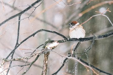 Funny little bird sitting in a garden in winter garden, hunched