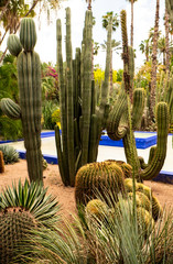The beautiful Majorelle Garden in Marrakesh, Morocco