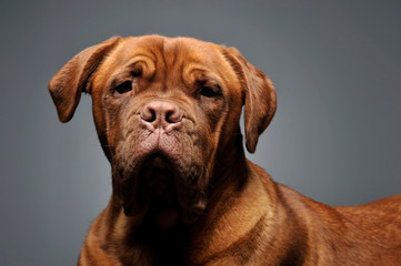 bordeaux dog portrait in a grey studio