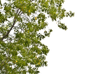 Tree branches and leaves isolated on white background.