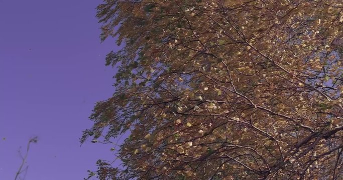 Vintage autumn leaf fall from birch trees. strong wind blows at sunny day.