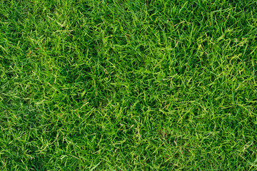 Close-up image of fresh green grass for background. Park lawn nature texture