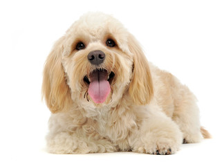 havanese relaxing in a white photo studio