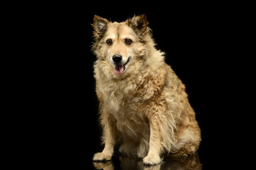 Mixed breed funny dog is relaxing in a dark photo studio