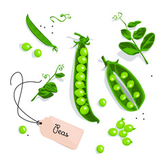Plakat Green peas. Vector illustration