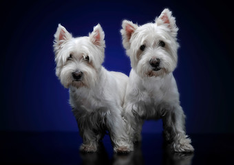 West highland white terriers staying together