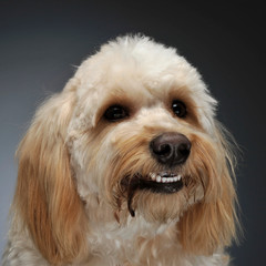 cute havanese portrait in dark background