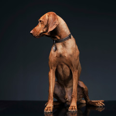 Hungarian vizsla looking sideways in dark background