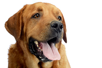 labrador retriever portrait in white background studio