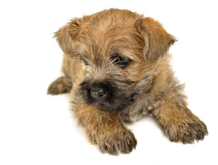 Puppy  cairn terrier lying on the floor