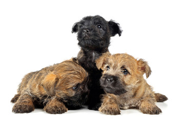 group of puppy cairn terrier's are on white