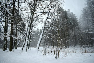 forest in winter