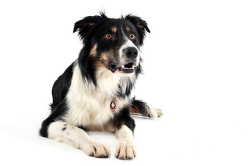 border collie relaxing in white studio floor
