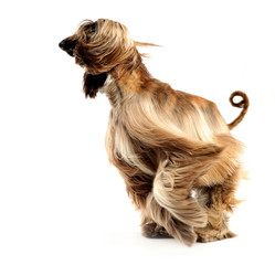 afghan hound dancing in the white studio