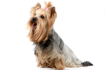 yorkshire terrier in a wehite studio