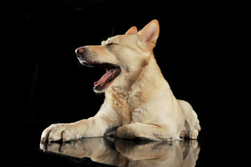 German shepherd lying in a dark studio