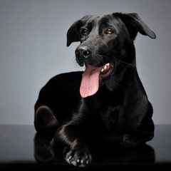 black mixed breed  dog sitting in a dark photostudio