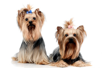 two sweet yorkshire terriers relaxing in a wehite studio