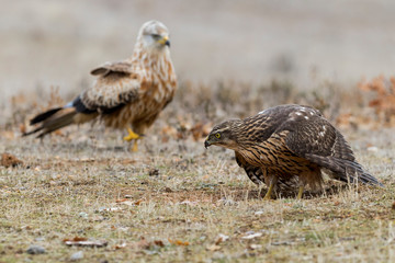 Young goshawk, Accipiter gentilis, Feeding on the ground. Spain