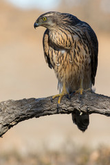 Young goshawk, Accipiter gentilis, perched on a branch of the forest. Spain