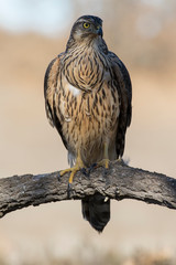 Young goshawk, Accipiter gentilis, perched on a branch of the forest. Spain