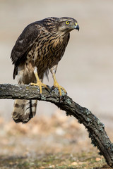 Young goshawk, Accipiter gentilis, perched on a branch of the forest. Spain