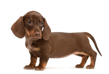 Lovely puppy dachshund standard in white studio
