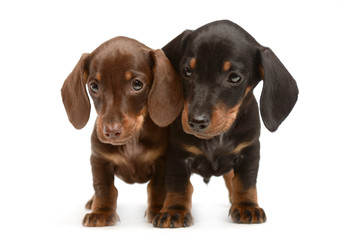 two lovely puppy dachshunds staying side by side in white studio
