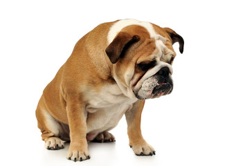  bulldog sitting in a white photo studio