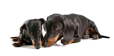 Obraz premium two short hair dachshund smelling in a white studio