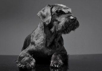 Giant schnauzer relaxing in a studio floor