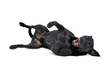 Obraz premium Mutt black dog lying in his back in a studio floor