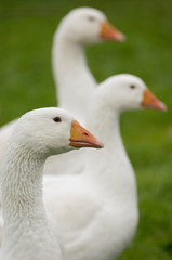 Obraz premium Gänse