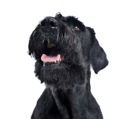 Black schnauzer portait in white photo studio