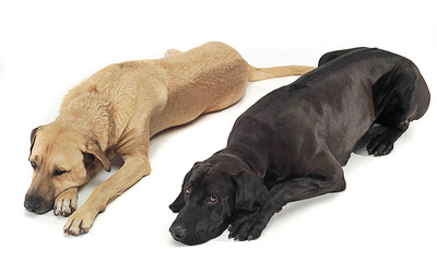 two mixed breed  brown dog lying in a white backgound studio