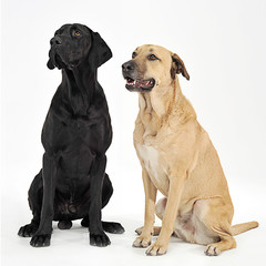two mixed breed  brown dog sitting in a white backgound studio
