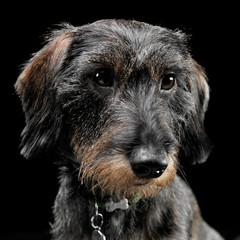 lovely dachshund relaxing in a white studio