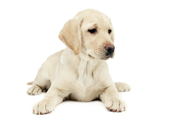 puppy labrador retriever lying and looking sideways in a white studio